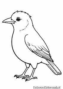 Kolorowanka kos - ptak z dziobem i okrągłym okiem