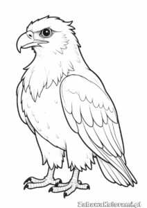 Kolorowanka orzeł – ptak drapieżny z ostrym spojrzeniem i szczegółowymi piórami