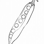 Kolorowanka groszek - uproszczony rysunek warzywa z wydłużonym i zakrzywionym strąkiem z kulistymi zagłębieniami reprezentującymi groszki wewnątrz. Górna część strąka jest lekko otwarta, ujawniając groszki