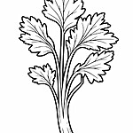 Kolorowanka kolendra – szablon z konturami zioła z liśćmi i łodygą