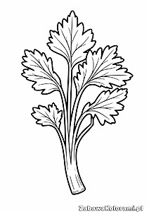 Kolorowanka kolendra – szablon z konturami zioła z liśćmi i łodygą
