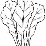 Sałata Kolorowanka – warzywny motyw do druku