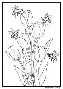 Pszczółki na tulipanach, pszczoły latające nad kwiatami tulipanów w różnych stadiach kwitnienia