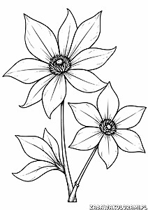 Clematis powojnik Kwiat z liśćmi i łodygą