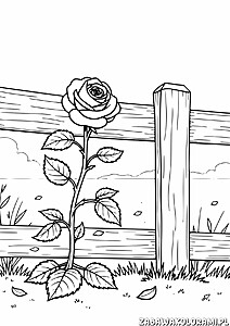 Kolorowanka przedstawiająca dziką różę w pełni rozkwitłą z liśćmi i łodygą, rosnącą przez drewniane ogrodzenie z deskami i słupkami, na tle trawy i liści na ziemi