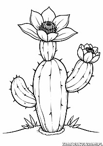 Kaktus z dwoma kwiatami, każdy z wieloma płatkami, ciało kaktusa cylindryczne z segmentami i kolcami