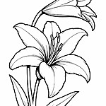Kolorowanka kwiat lilii z pąkami i płatkami
