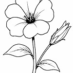 Kolorowanka kwiat z pięcioma płatkami, pręcikiem, dwoma liśćmi i pąkiem