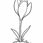 Kolorowanka z kwiatem tulipana z rozchylonymi płatkami, długim i smukłym łodygą, liśćmi oraz małym kamyczkiem u podstawy