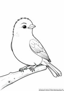 Kolorowanka wróbel na gałęzi