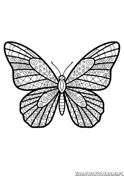 Motyl Kolorowanka dla dorosłych z szczegółowymi wzorami na skrzydłach i symetrycznymi motywami