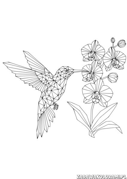 Koliber geometryczny kolorowanka wiosna z orchideą stylizowaną na kwiat w stylu geometrycznym
