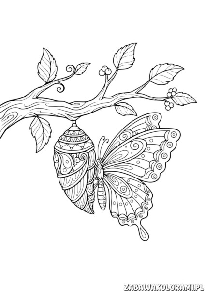 Motyl darmowa kolorowanka z motylem i poczwarką na gałązce z liśćmi.